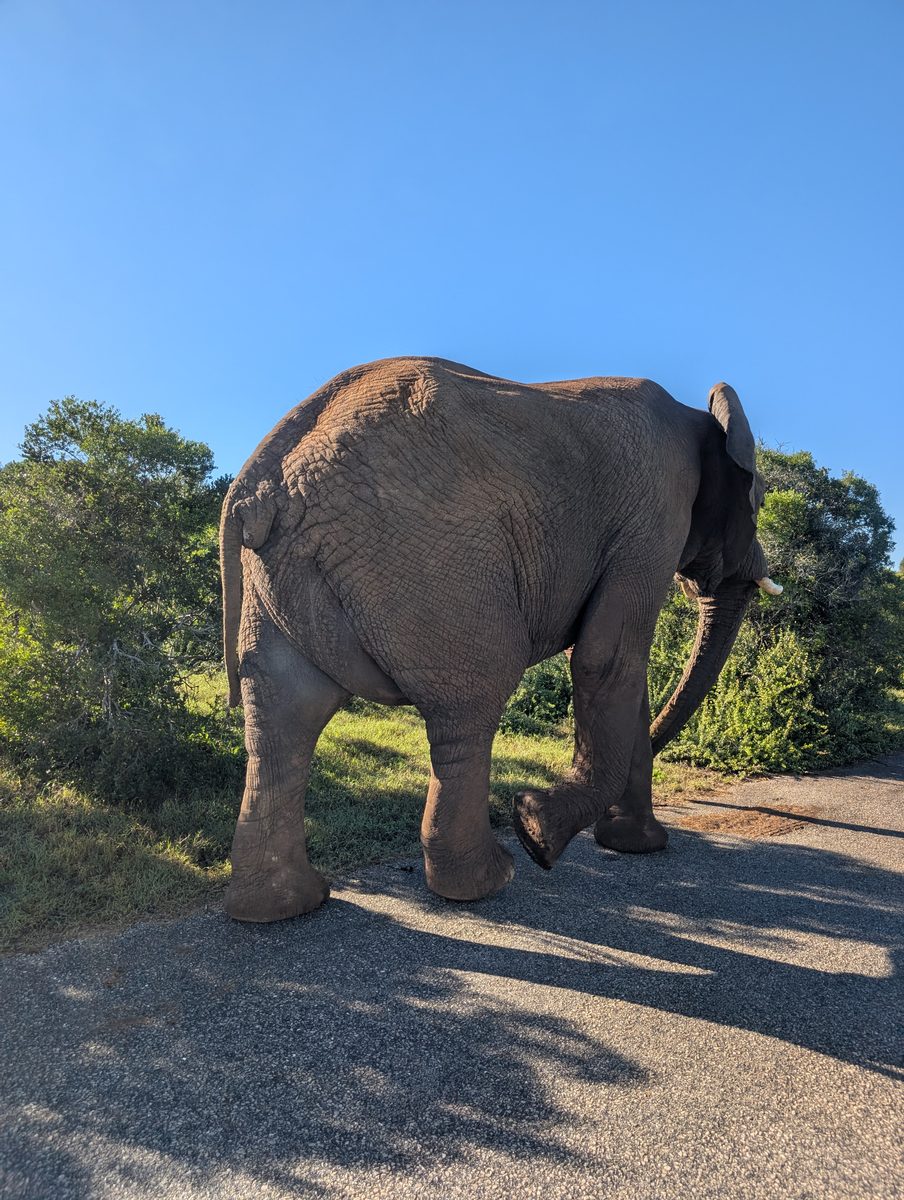 Dag 29 - Addo