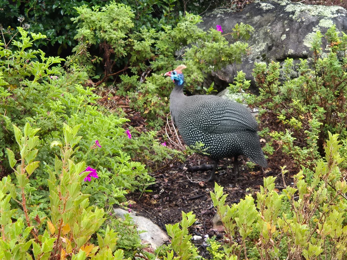 Dag 4 - Houtbaai Kirstenbosch Botanical Garden